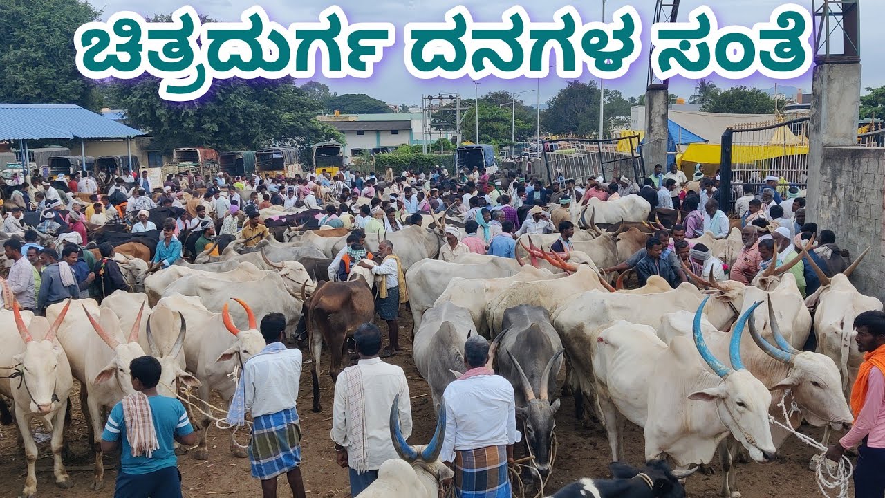 ಚಿತ್ರದುರ್ಗ ದನಗಳ ಸಂತೆ Chitradurga Cattle market