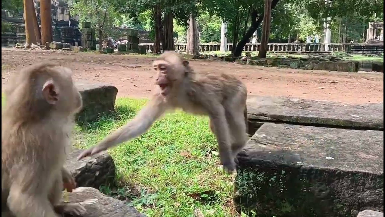 The monkeys 🐒🤯 playground | natural forest | 