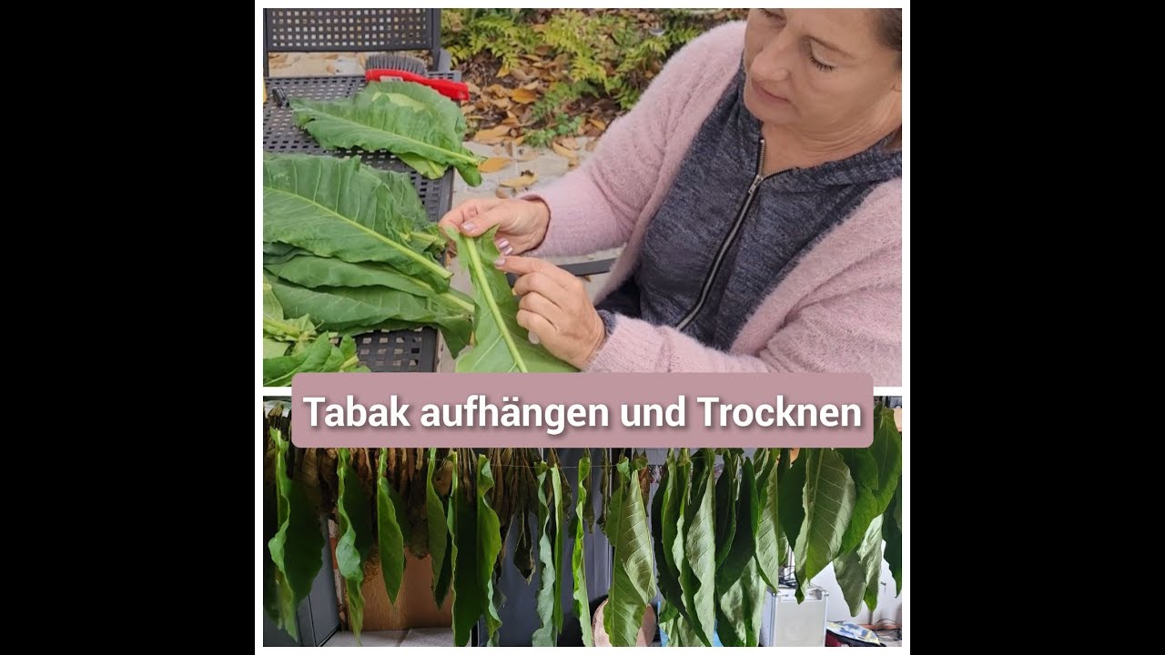 Tabak aufhängen und Trocknen
