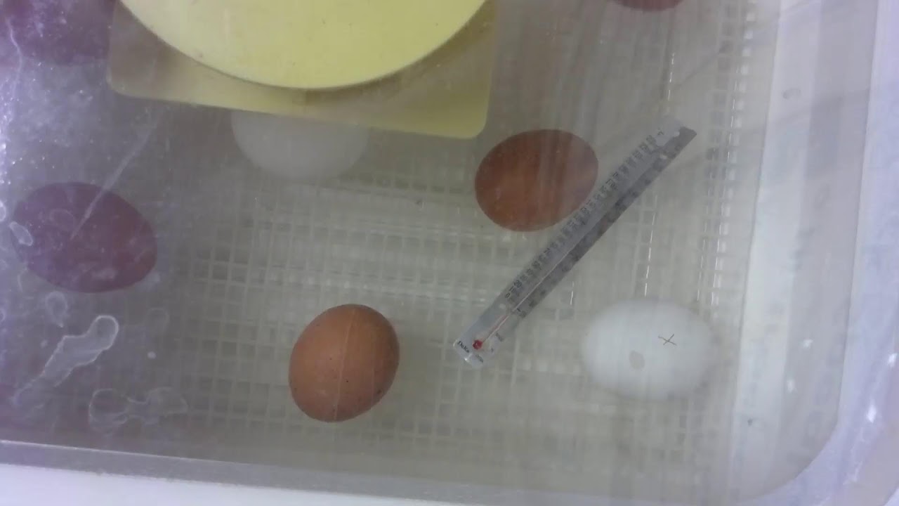 Egg Hatching Cam (1/30/26)