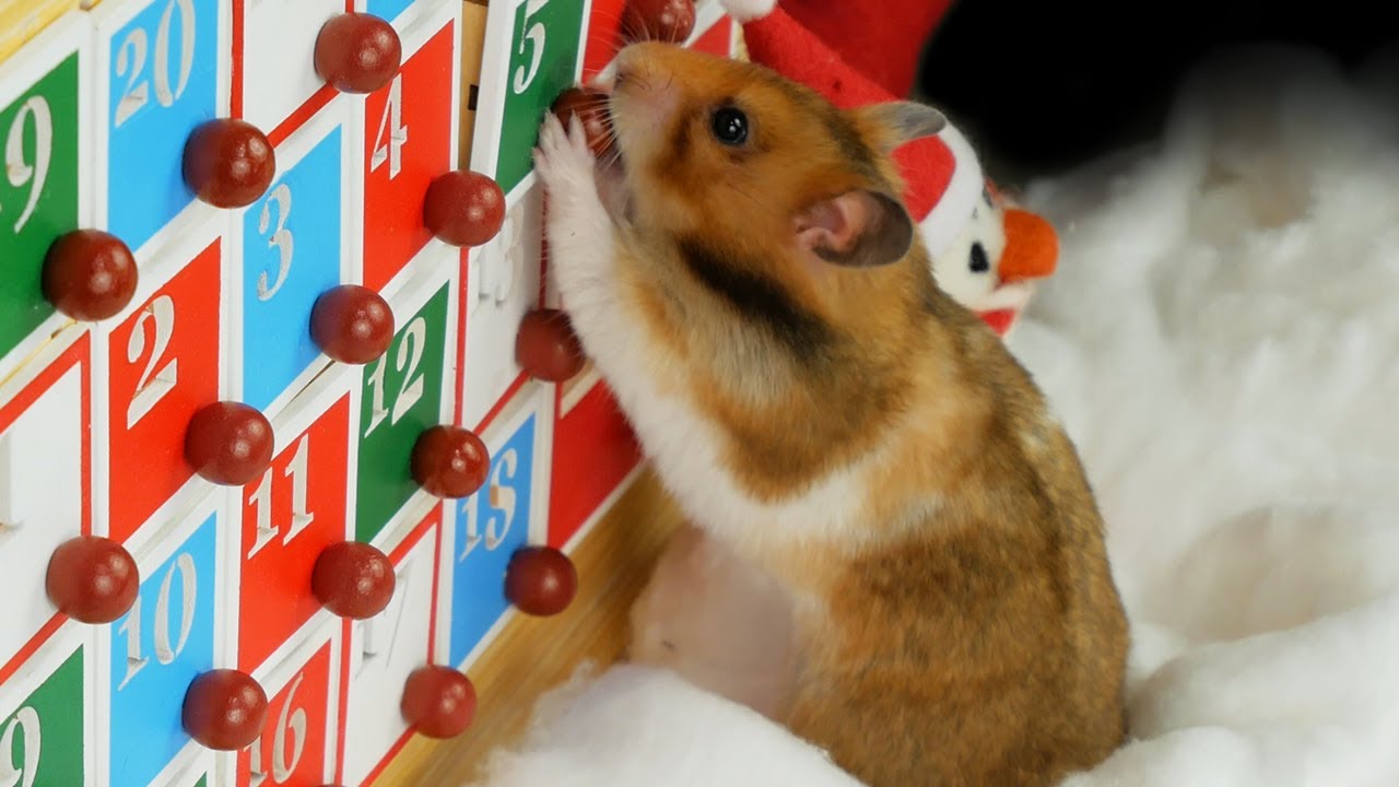 Christmas Hamster Opening Her Advent Calendar - Day 1