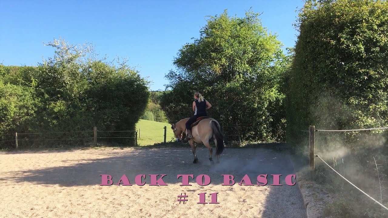 | Back to Basic #11 - Schlangenlinien mit einfachen Galoppwechseln |