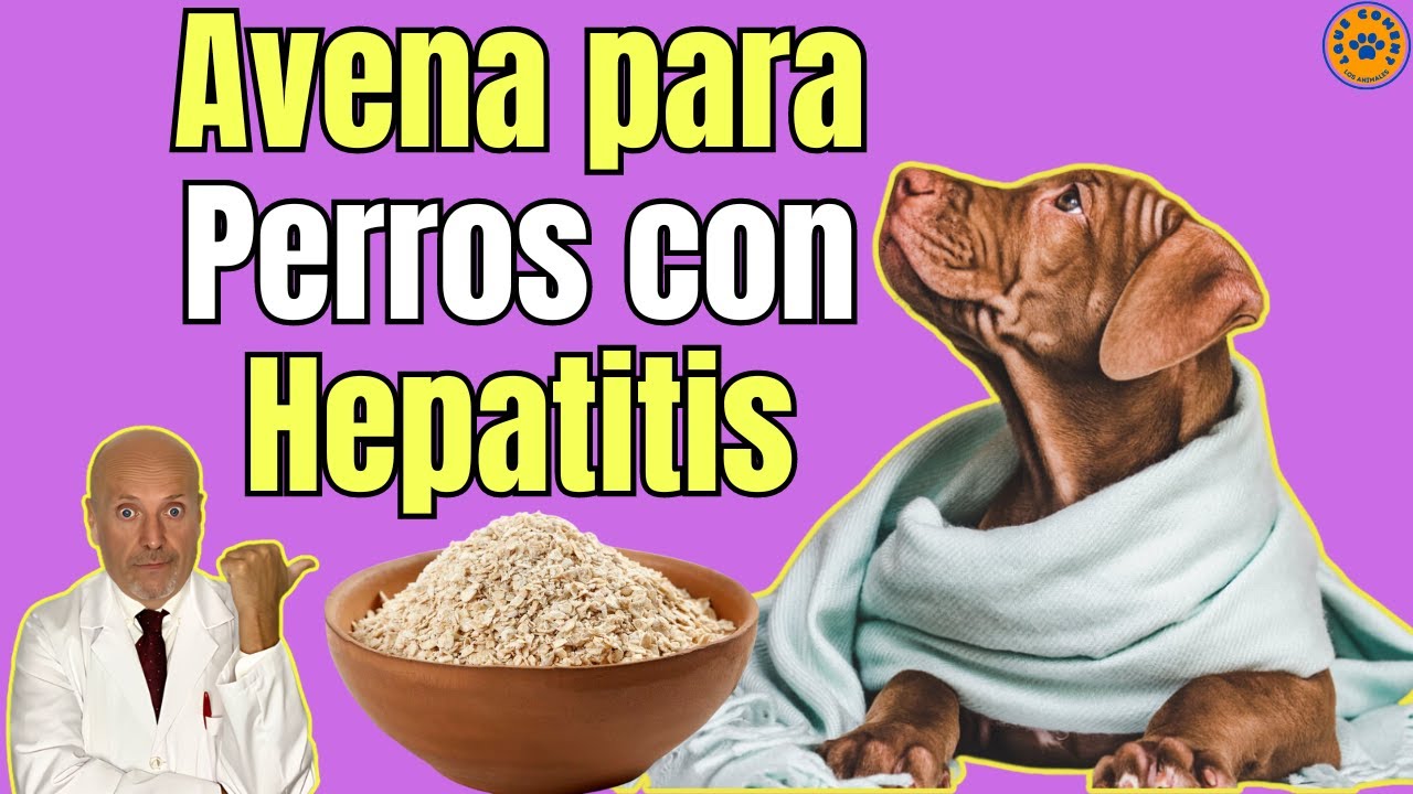 🥰 BENEFICIOS DE LA AVENA PARA PERROS CON PROBLEMAS HEP&Aacute;TICOS (HEPATITIS) 🥰