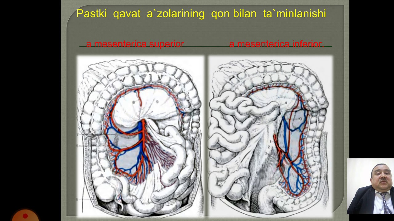 Qorin bo`shlig`ining klinik anatomiyasi A`zolarda o`tkaziladigan operatsiyalar