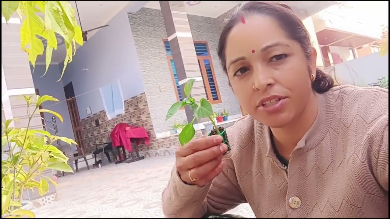 मैंने लगाई अपने किचन गार्डन में नीलगिरी दूंब घास #lifestyle videos#devbhumi Sanskriti vlog 👆👆🌻🌻🌻🙏🏻🙏🏻