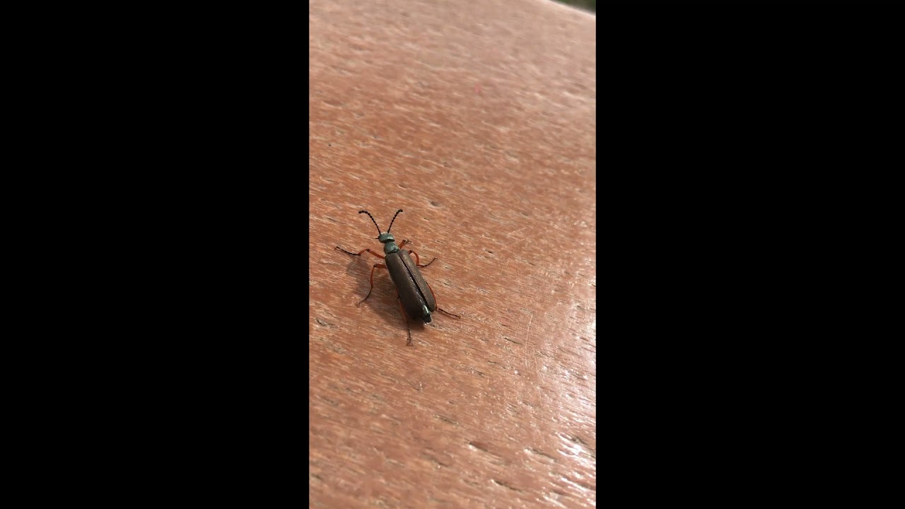 Insect Microdocumentary
