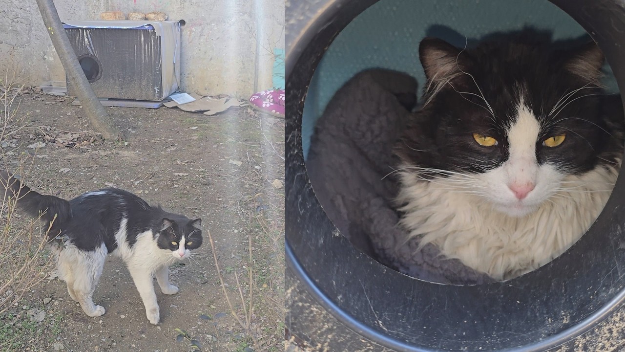 A Month Later… 😿 The Stray Cat Whose House Was Stolen Has a New Home – See How He Lives Now! 🐾