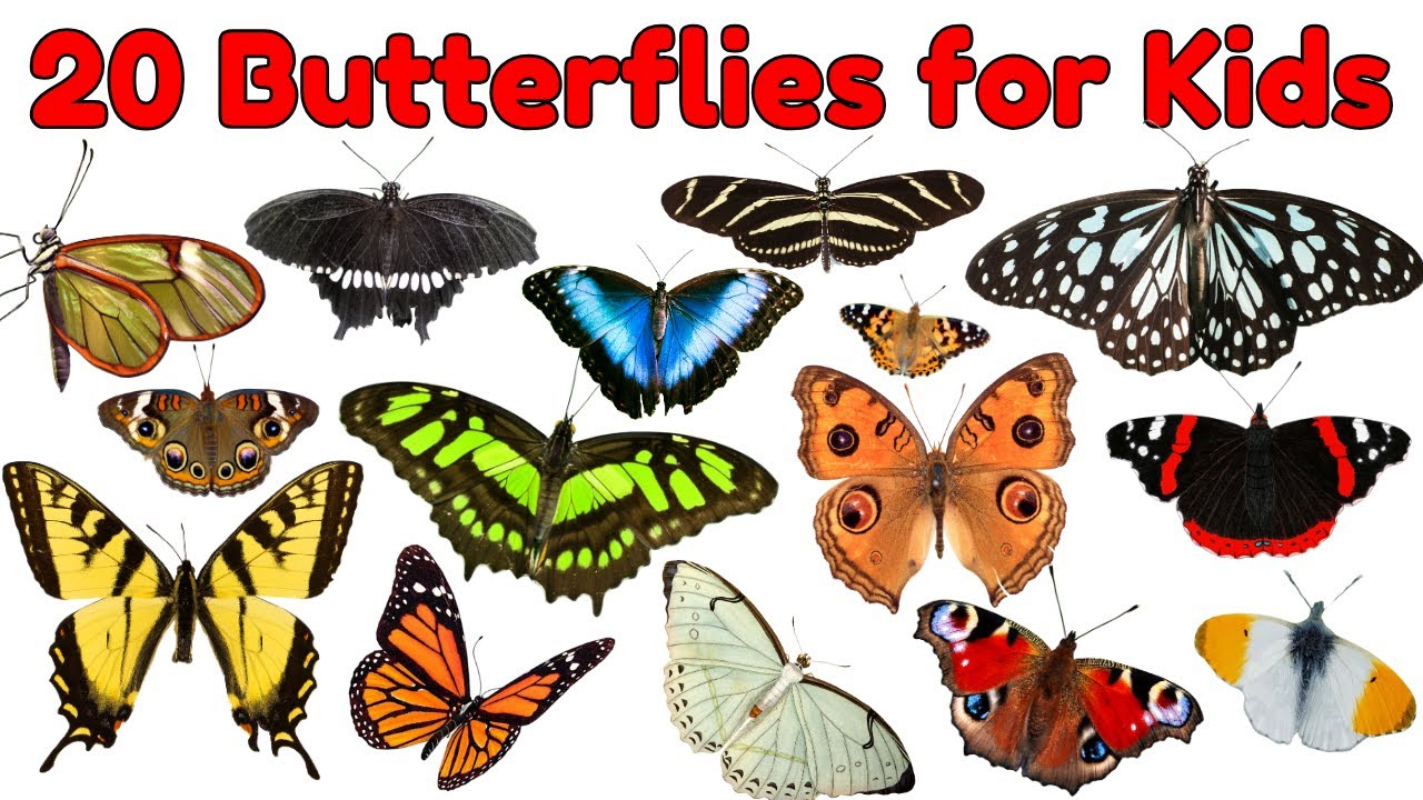 20 Beautiful Butterflies for Kids | Learn Butterfly Names and Colors | Butterfly Names for Children
