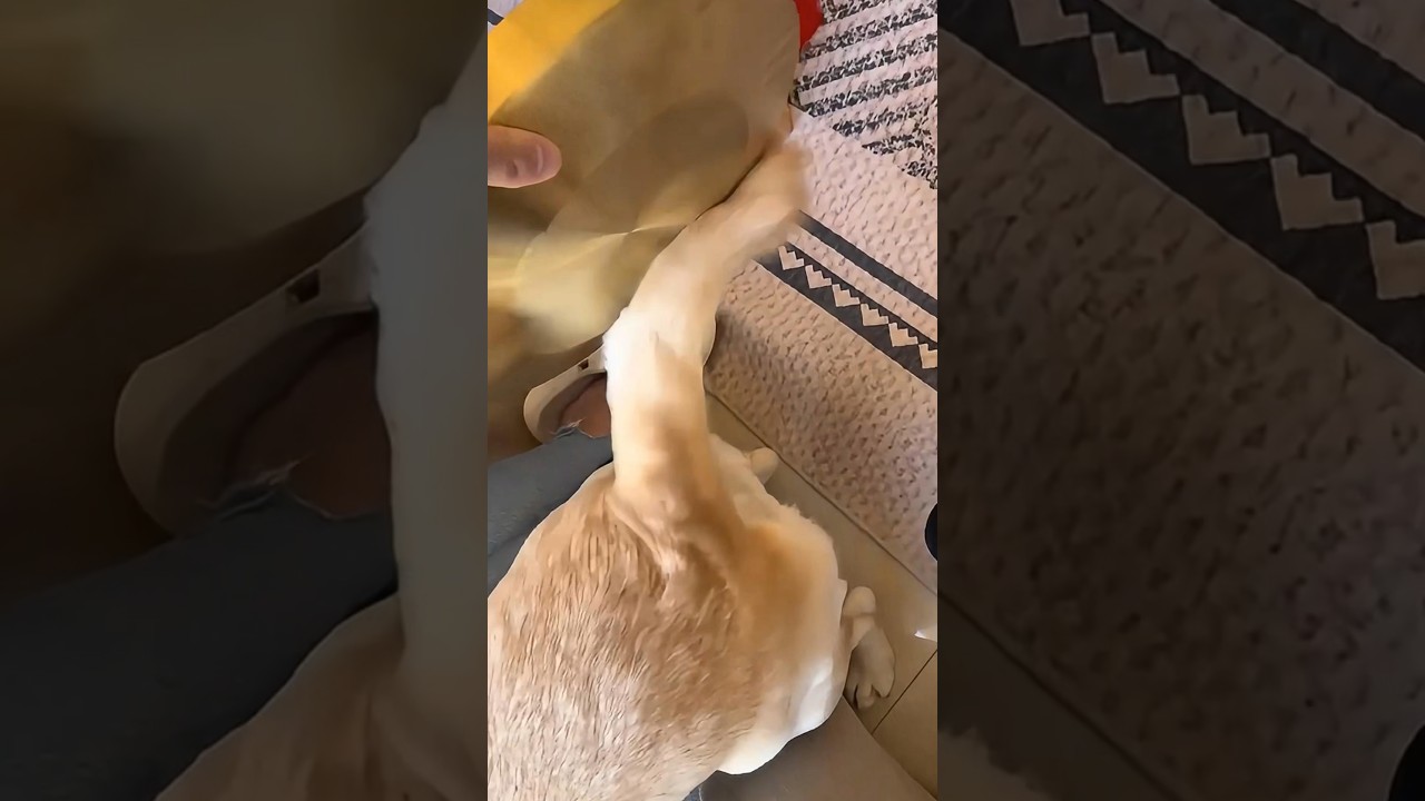 A dog&rsquo;s special tail.-2#animals #dog #cute #shorts #fyp #youtubeshorts #amazing