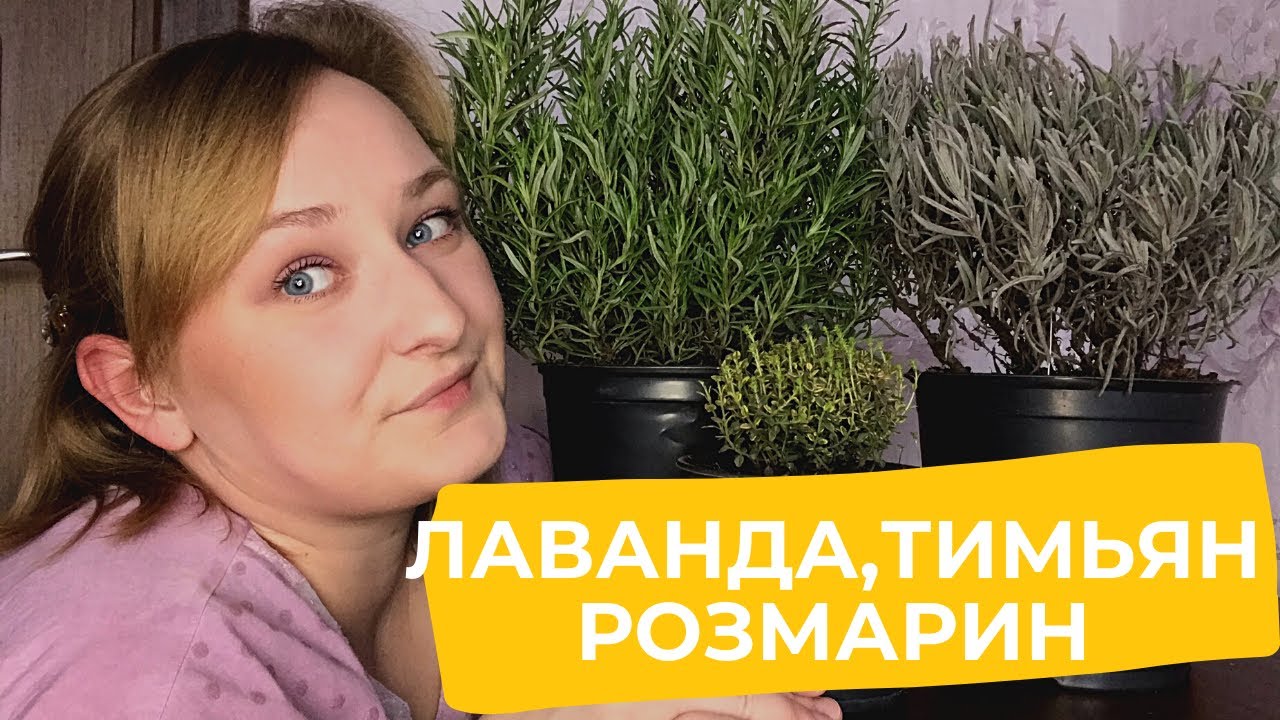 Всё о лаванде,тимьяне и розмарине.