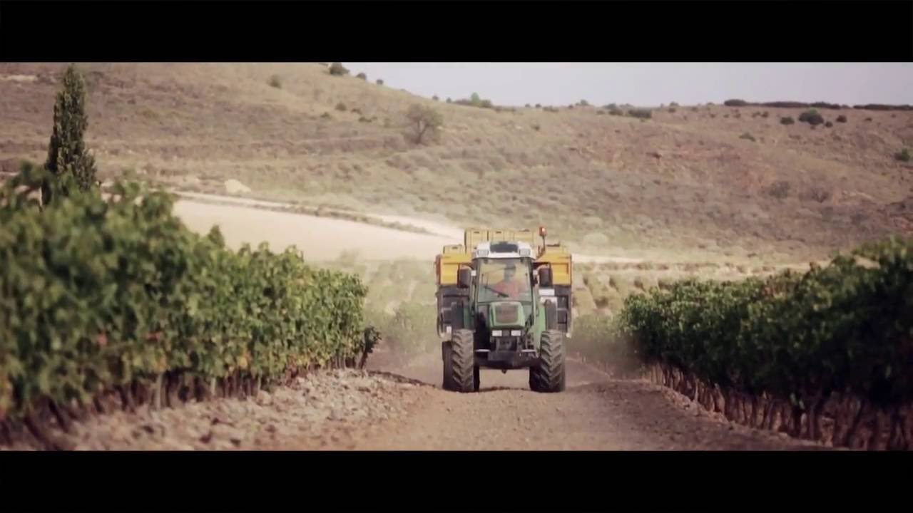 Vendimia 2015. Quiñón de Valmira en el Monte Yerga. Alfaro, La Rioja