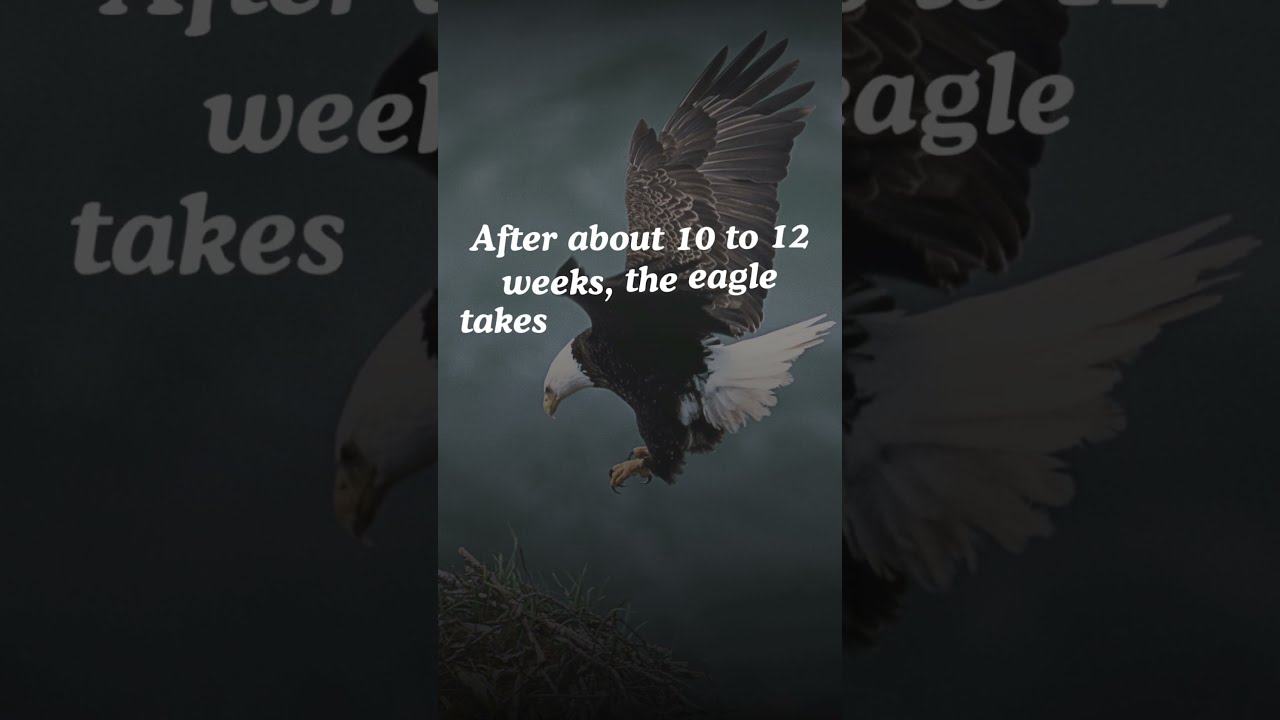 🦅 Life of an Eagle &ndash; From Hatchling to Sky King | Eagle Documentary in 4K