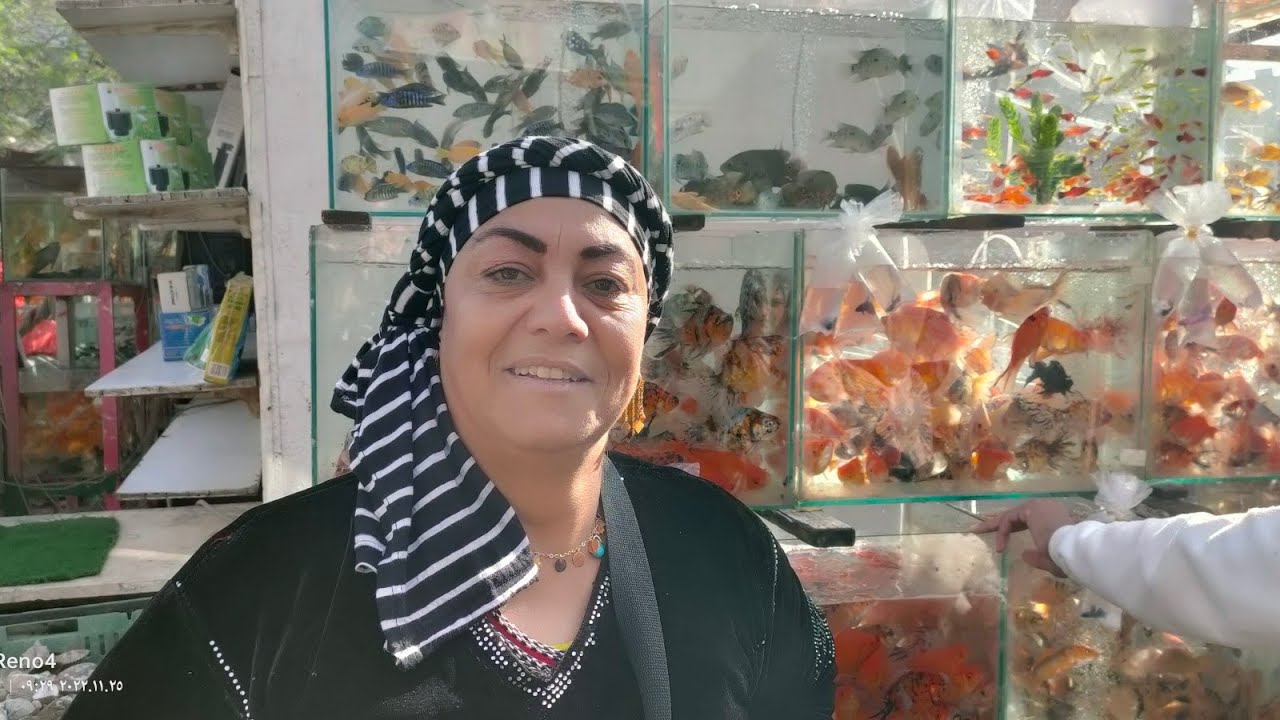 ام حنان كينج فيش سوق الجمعه بالسيدة عائشة جميع انواع اسماك الزينه والجديد جميع انواع الزرع 📢🇪🇬