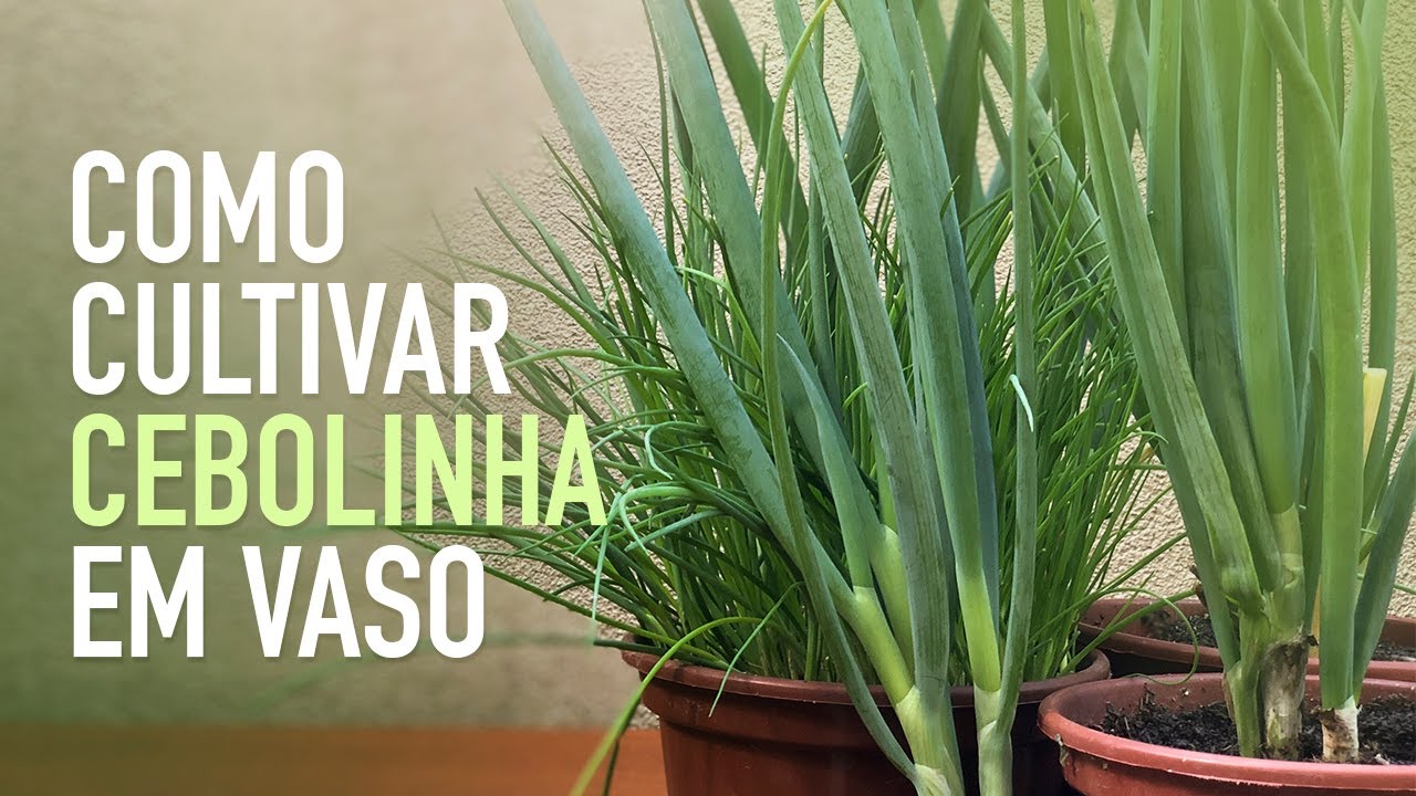 COMO PLANTAR CEBOLINHA EM VASO na sua HORTA