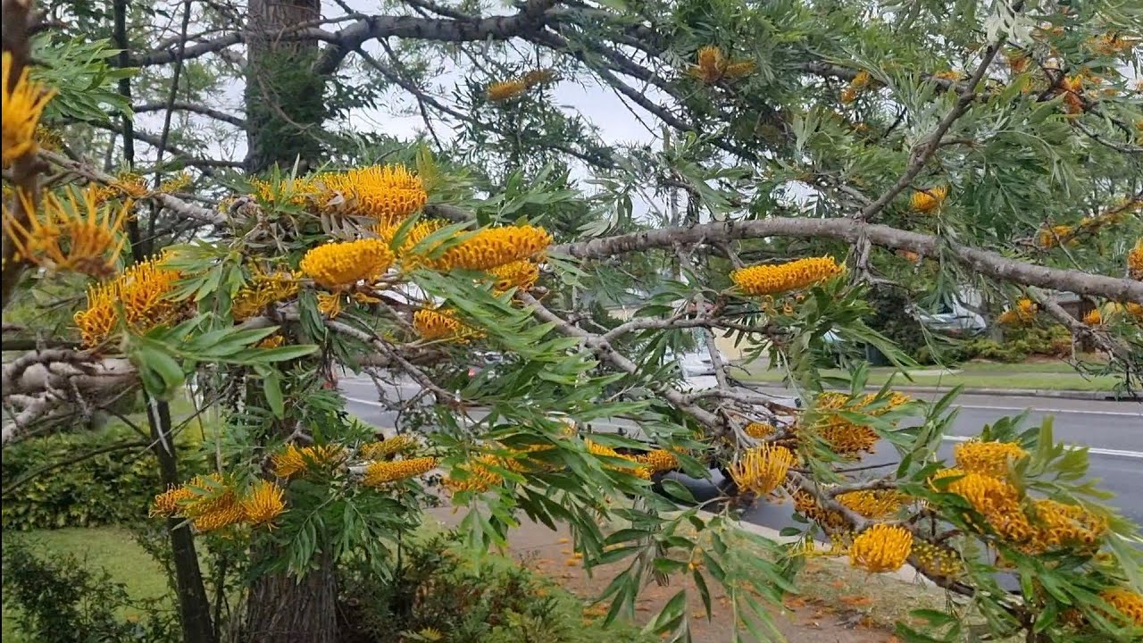 Grevillea Robusta. Silky Oak Tree