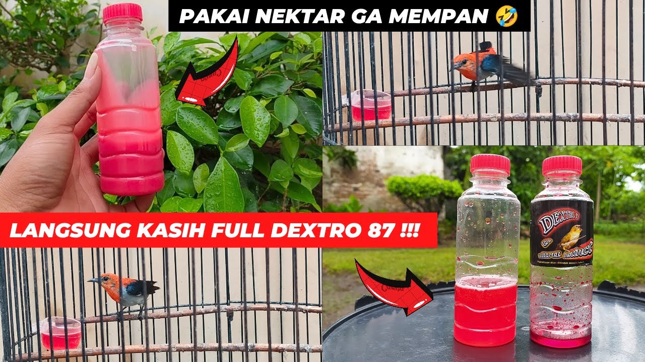 UPDATE KEMADE❗PAKAI NEKTAR GAK ADA EFEK LANGSUNG NAIKAN DOSIS FULL DEXTRO 87❗