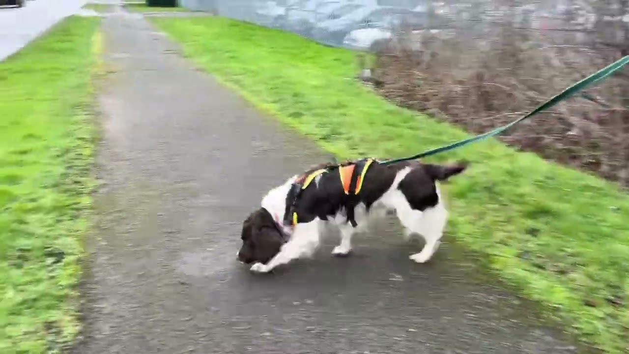 Paddy trailing