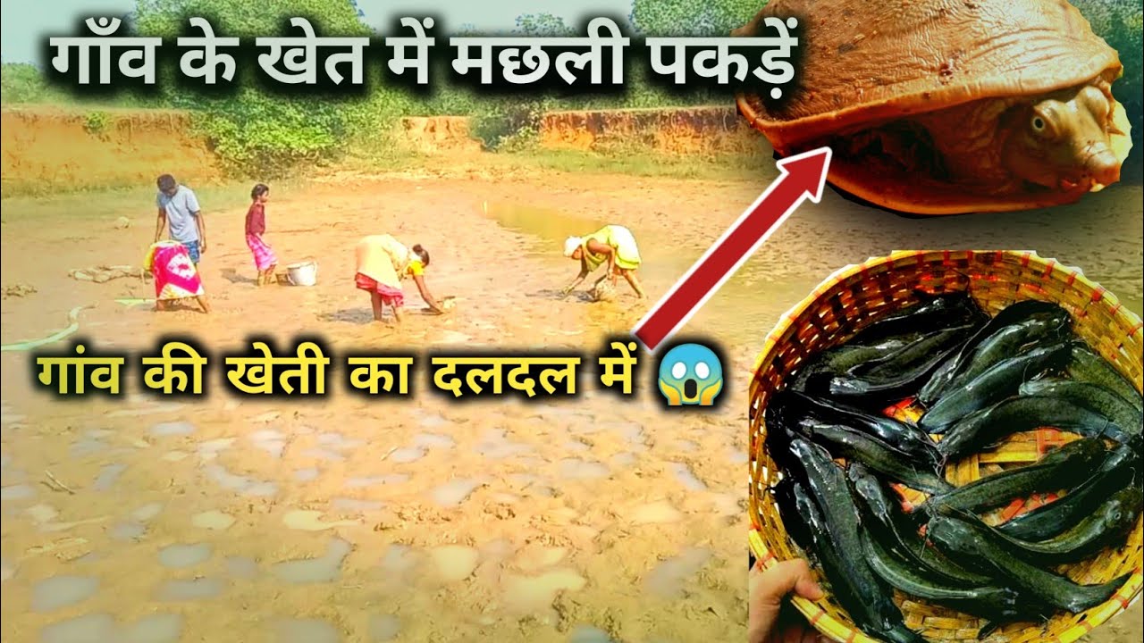 Pond water fish catching video | village fish catching | fishing video 