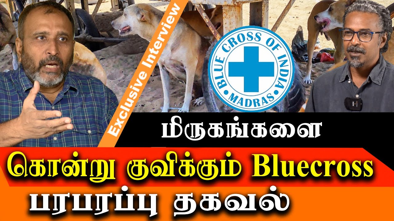 chennai blue cross kills puppies, dogs and cats