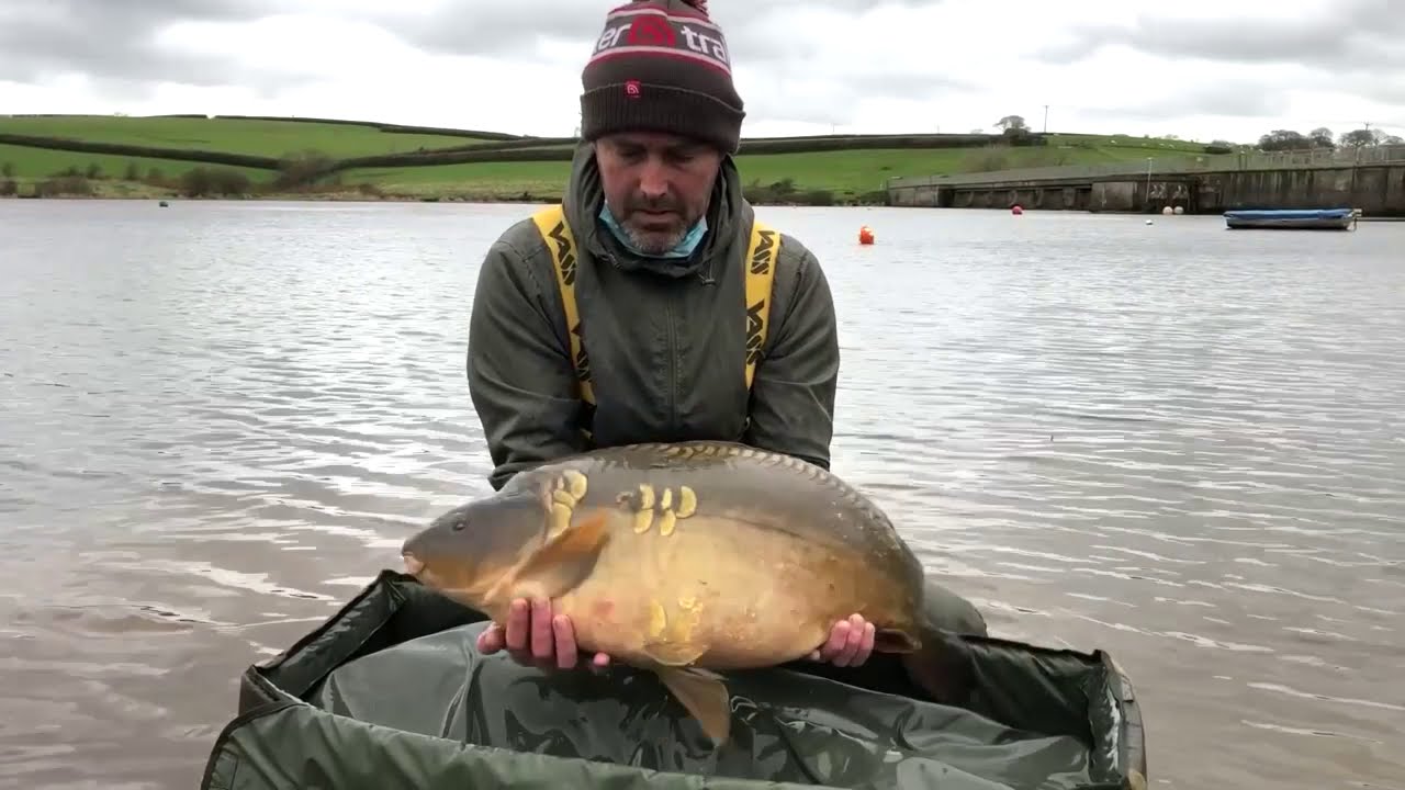 Upper Tamar gets more carp!