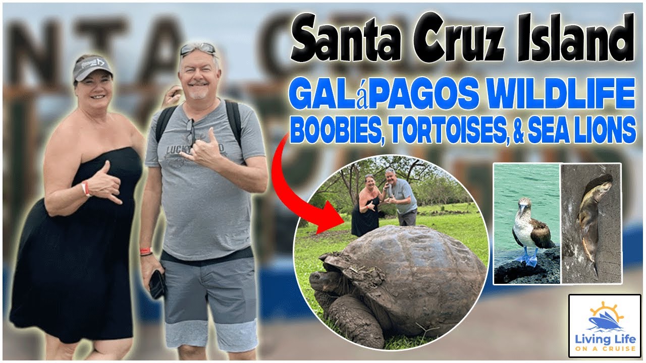 🎄Christmas in the Galápagos! Giant Tortoises & Blue-Footed Boobies 🐢🐦