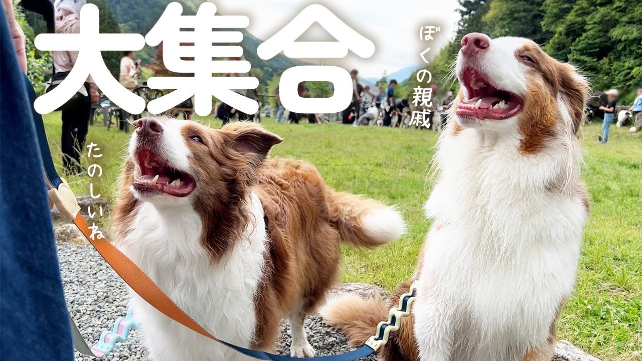 久しぶりの親戚さんの集まりで大はしゃぎする犬が可愛い♡【オーストラリアンシェパード・ボーダーコリー】