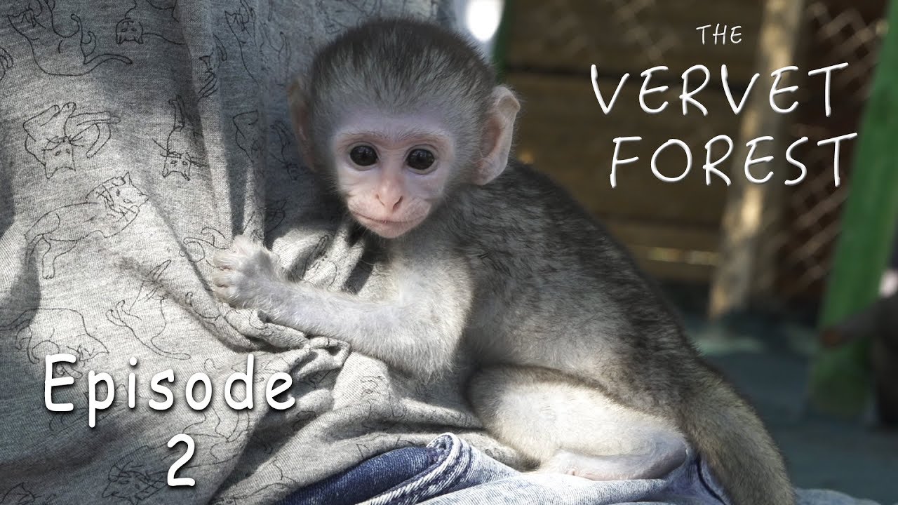 Disney Monkeys - Orphan Baby Monkeys Move To Disneyland - Ep. 2