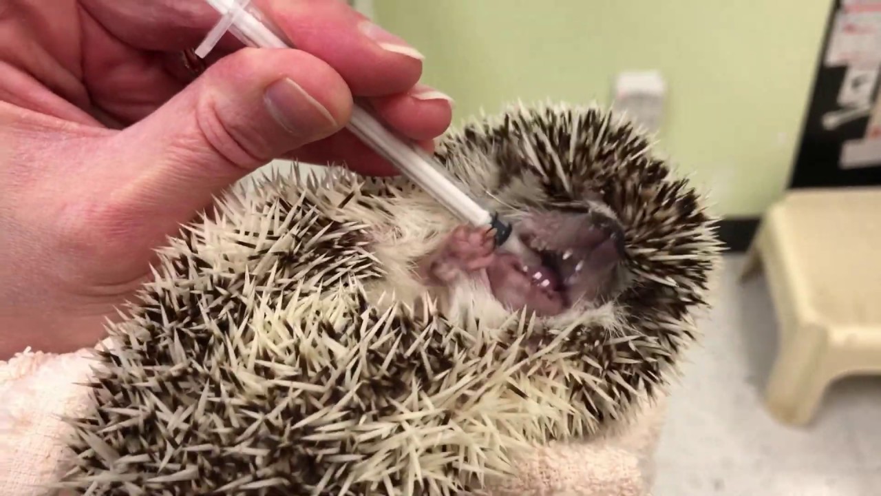 Calgary Avian & Exotic Pet Clinic: Giving a hedgehog oral medications
