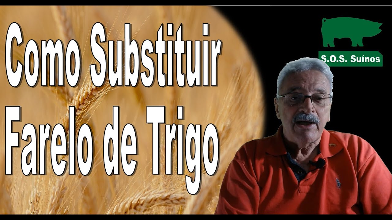 SUINOCULTURA: Como Substituir Farelo de Trigo nas Rações.