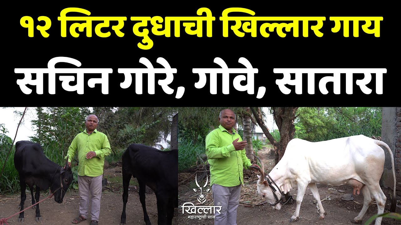 सातारा मधील दिवसाला १२ लिटर दुधाची खिल्लार गाय | Khillar Maharashtrachi Shaan 2024