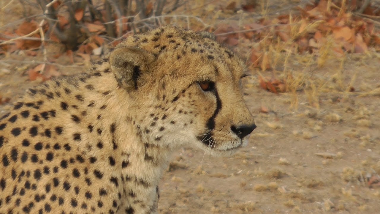 Namibia - Ein Reisebericht - Tag 09 - Twyfelfontein, Damara und Geparden