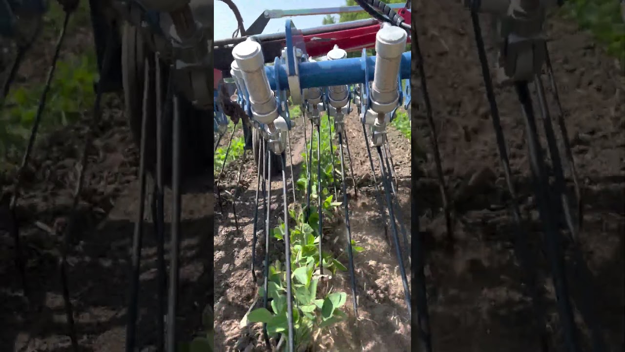 Tine Weeding Organic Soybeans With Hatzenbichler Air Flow Tine Weeder (In Row View)