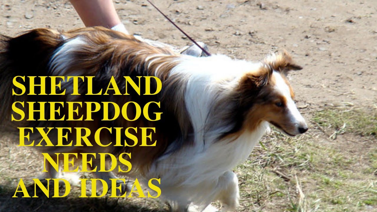 Shetland Sheepdog Exercise Needs [Sheltie Dog]