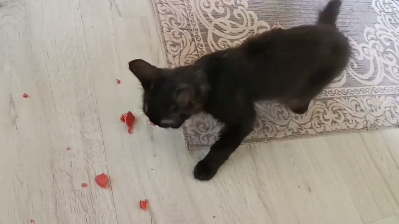 Zombie the Cat: The Greediest Kitty Ever! 🍽️🐾