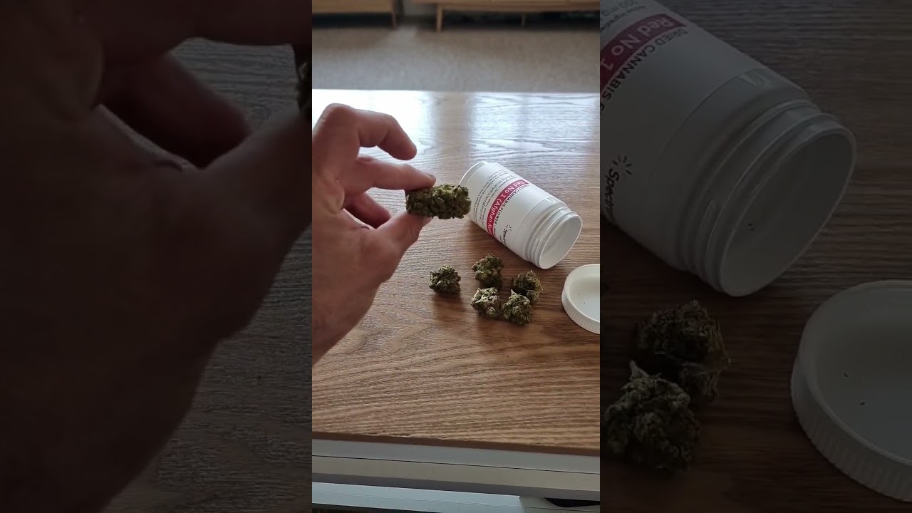 Afghan Kush UPDATE! #afghankush #medicinalcannabis #australia #spectrumtherapeutics #marijuana