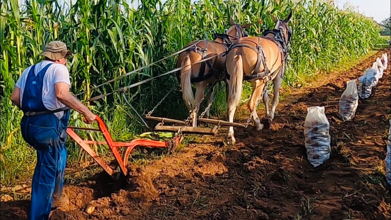 Mules plowing up and gathering potatoes! #047