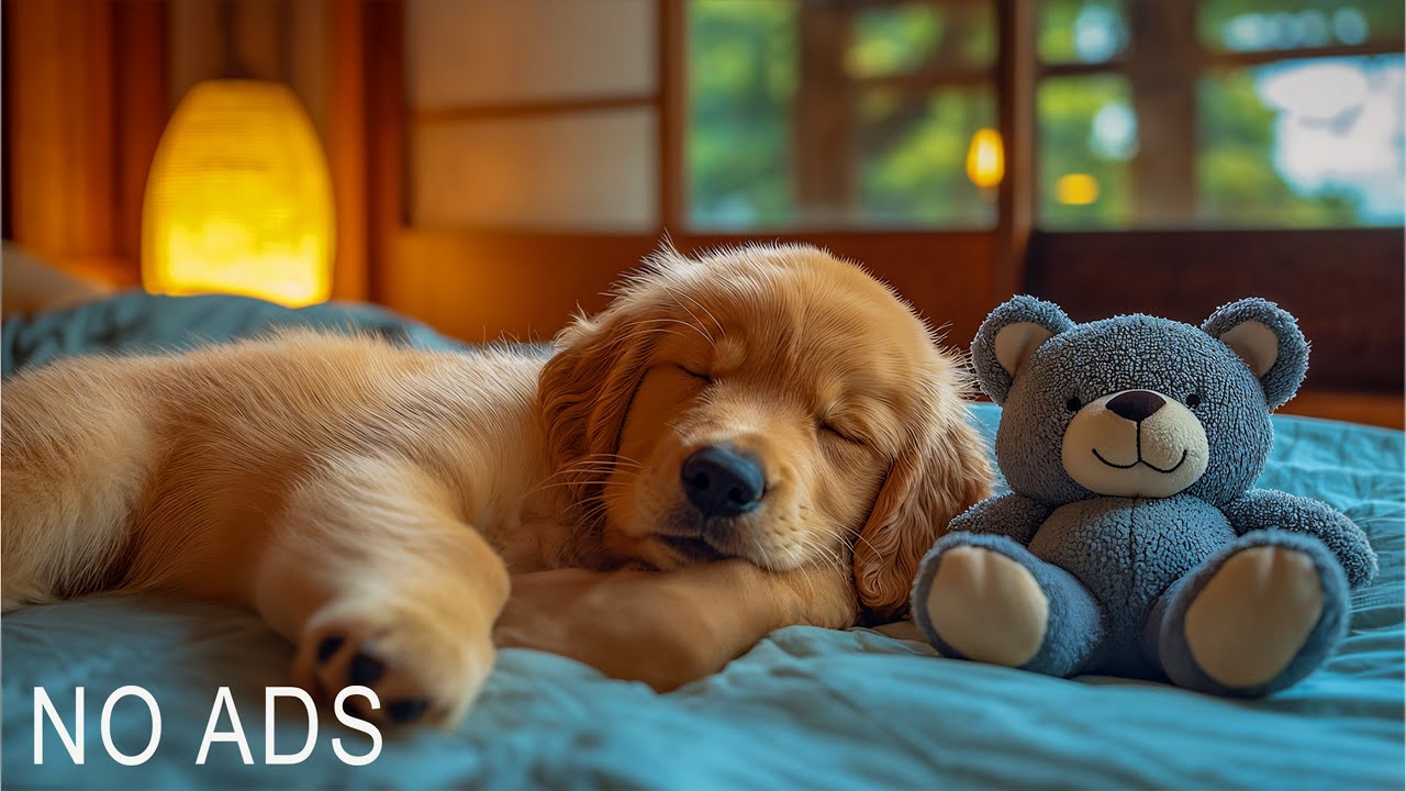 Peaceful Music for Dogs 💤 Anti-Separation Anxiety & Relaxation Sounds