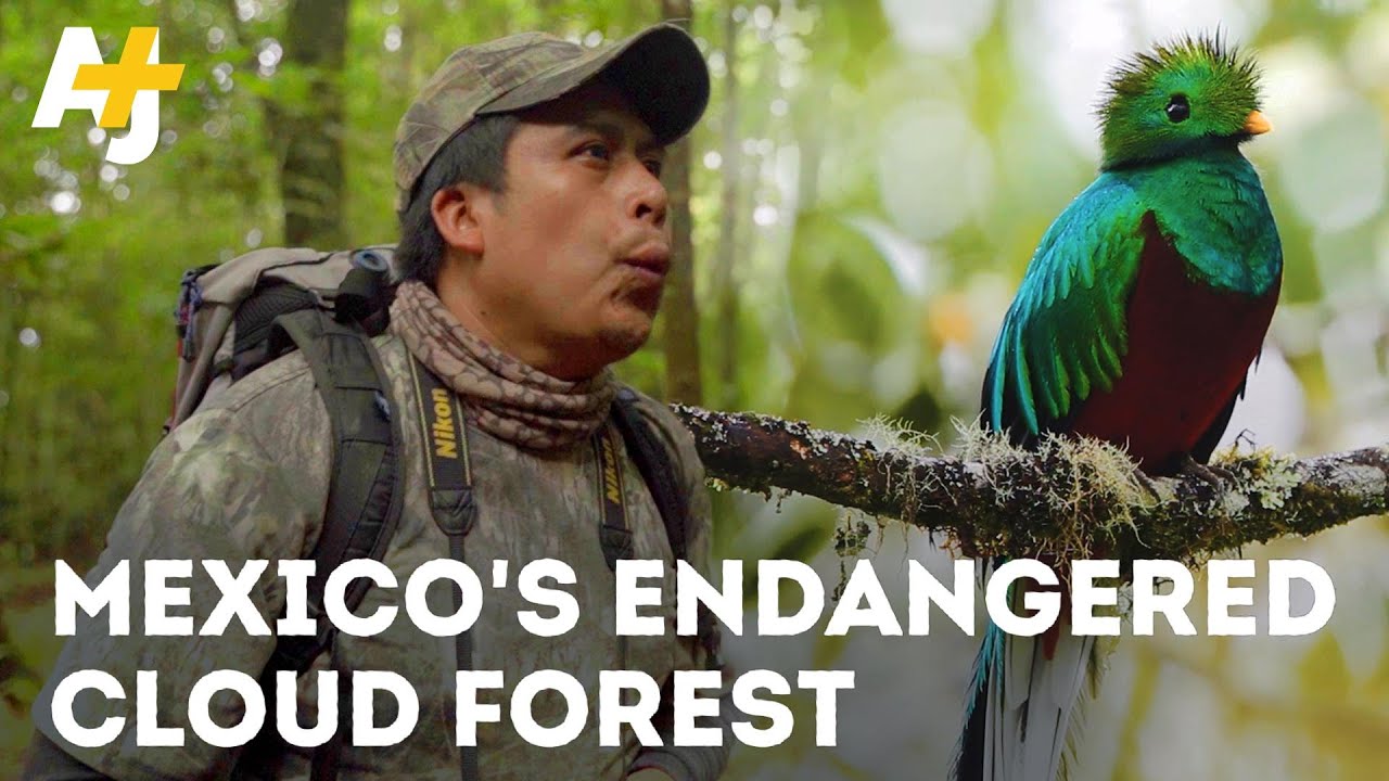 Inside This Magical Cloud Forest Is A Hidden Animal Kingdom - And It Could Disappear