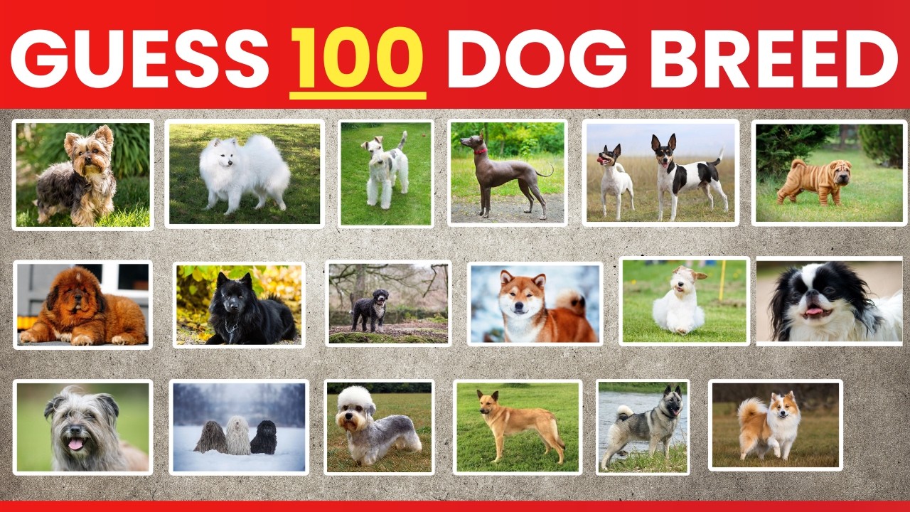 Can You Guess 100 Dog Breeds in 3 Seconds? | Ultimate Dog Breed Quiz 🐶