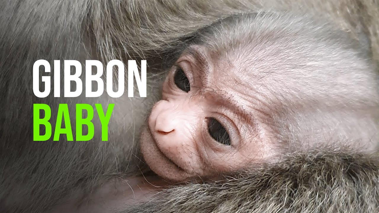 Port Lympne Welcomes Javan Gibbon Baby