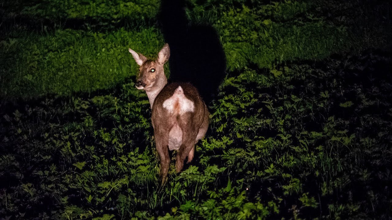 Rotwildzählung mit Wildhüter Stefan Imhof
