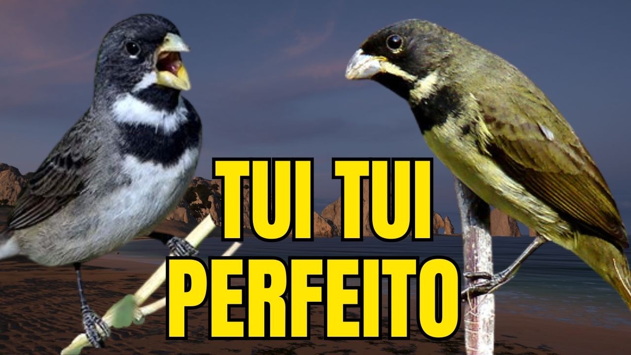 CANTO DO COLEIRO TUI TUI PERFEITO PARA ESQUENTAR COLEIRO E ENSINAR COLEIRO E PAPA CAPIM PARDO