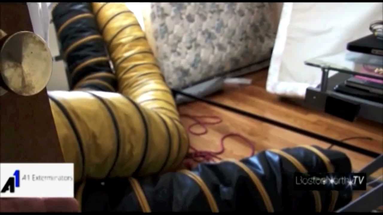 Best Way to Kill Bedbugs: Bed bug Extermination by A1 Exterminators