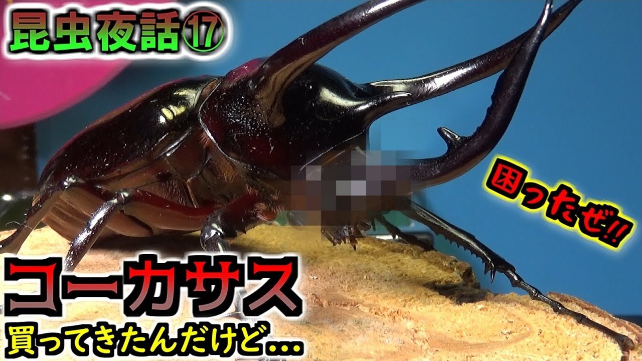 昆虫夜話⑰コーカサスオオカブト買ってきた！んだけど...