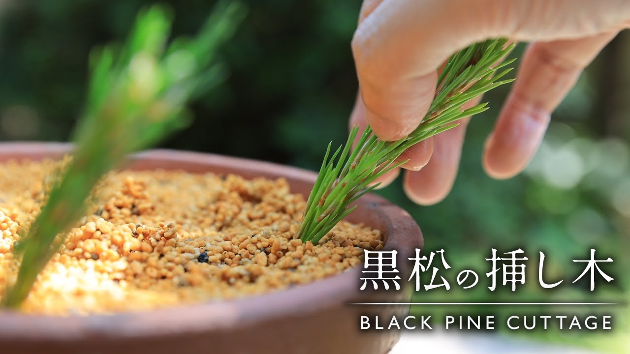 黒松の挿し木 方法【Bonsai diary 盆栽日記 6/11】初心者の簡単園芸、盆栽の作り方 黒松 剪定 black pine cutting CUTTAGE EOS R5 梅雨