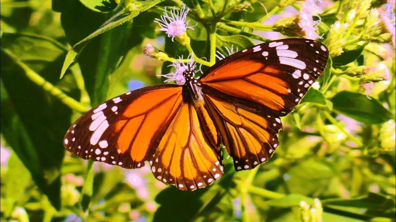 Soothing Close-Up Nature | Butterflies, Moths & Relaxing Music