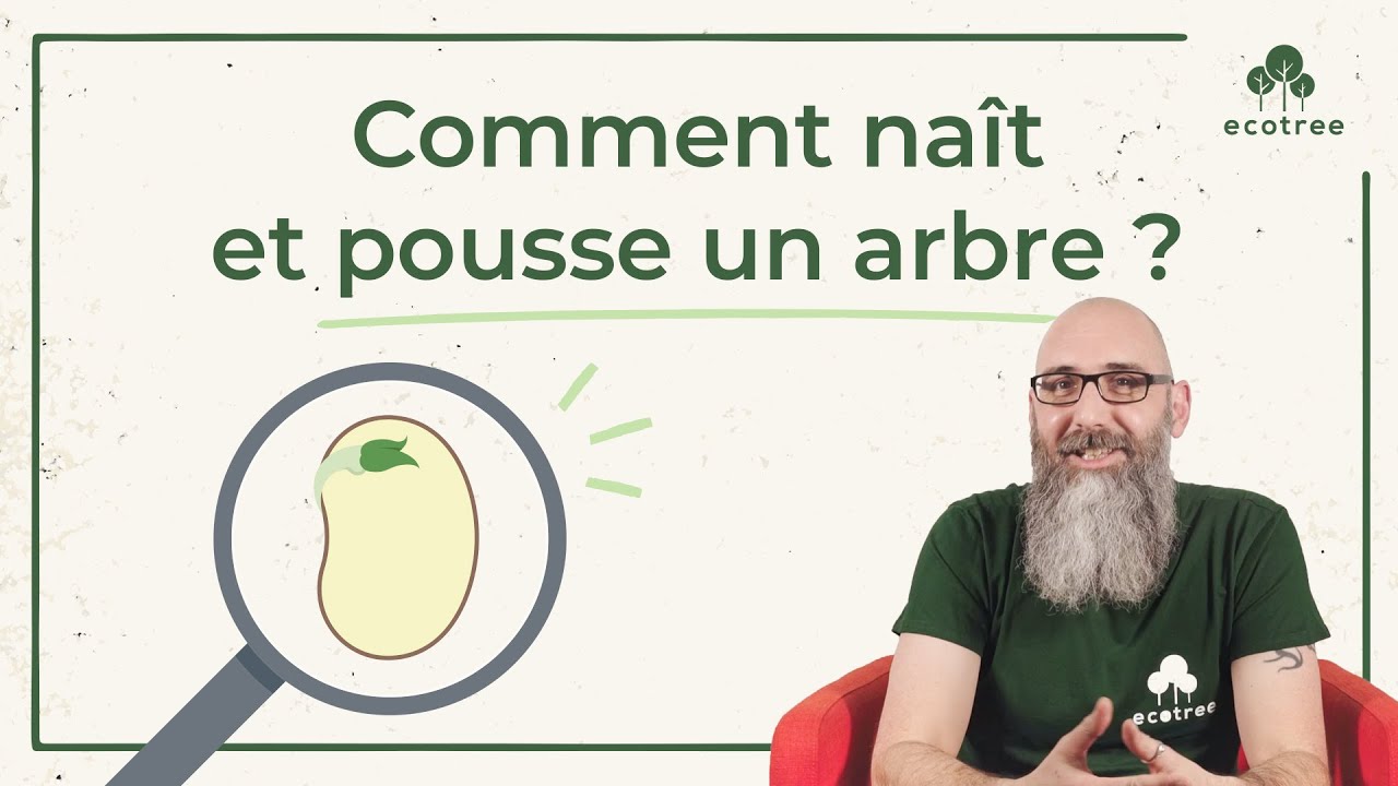 Comment naît et pousse un arbre ? | EcoTree