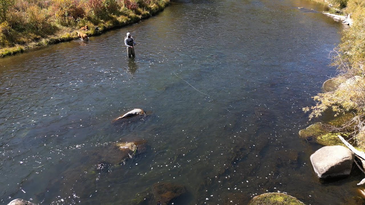 Epic South Platte River Dry Fly Bite!!! (Colorado Dry Fly Fishing)