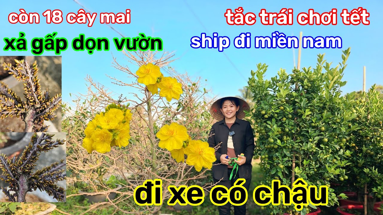 🌲3/2☎️Vườn mai Chị Ly☎️giảo thủ đức rin🌲chỉ còn 18 cây🌲xả giá mềm🌲dọn nền gấp🌲tắc kiểng chơi tết 