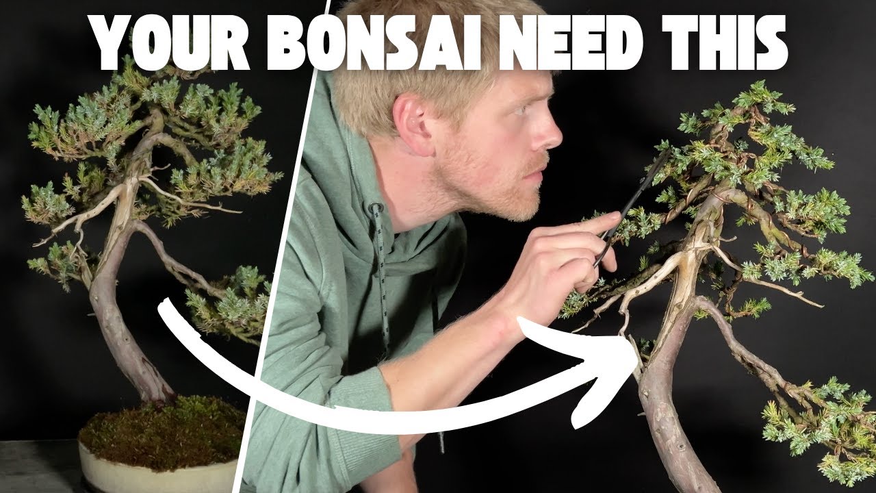 This Bonsai Maintenance Routine Is RIDICULOUSLY Effective